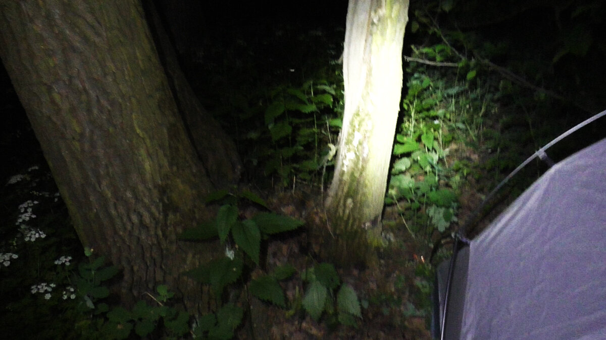 Ночь в лесу