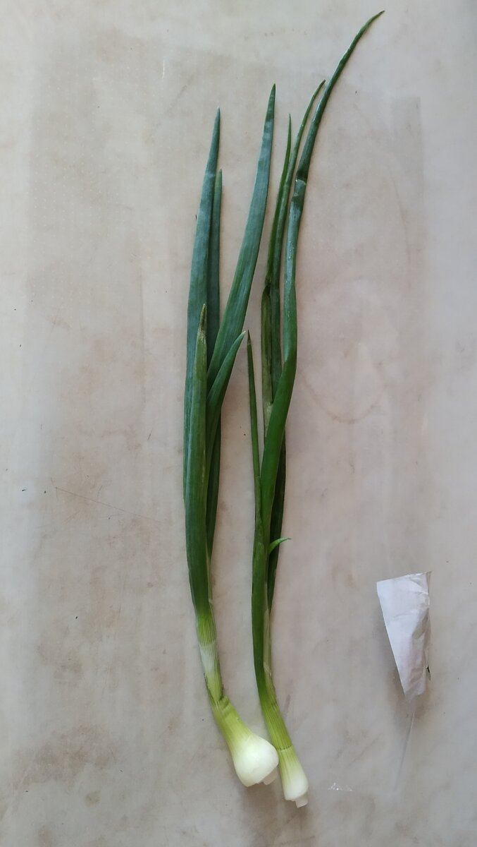 Драгоценный, можно сказать, лук