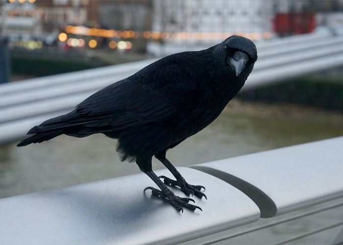 35 интересных и странных фактов о животных, которые мало кто знает ...