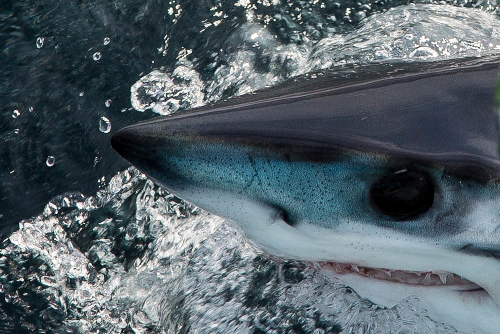 Мако акула опасна для человека. Акула мако. Белая акула мако. Самая большая акула мако. Серо голубая акула мако.