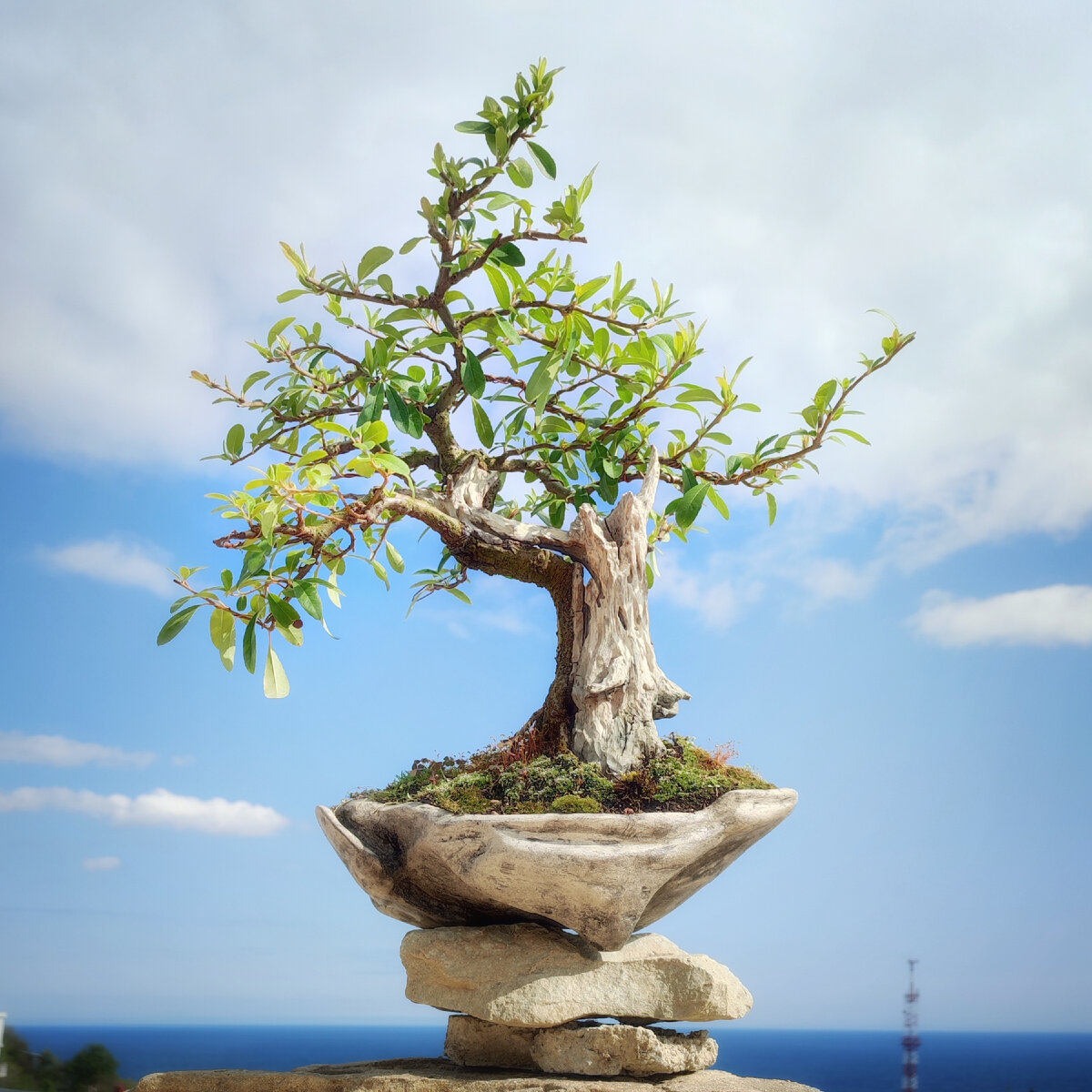 Остров, 32×28×17, уникальный.