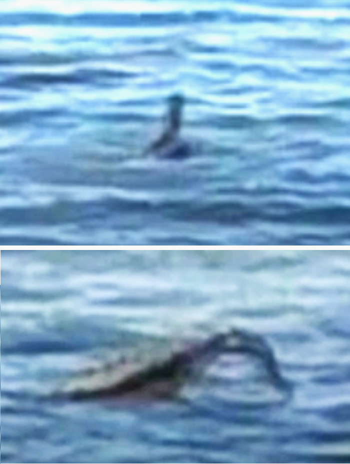 Увеличенные фрагменты с головой и хвостом животного