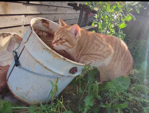 Кот семен. Кот сеня. Кот сеня дзен. Семечки сеня. Кот сеня.