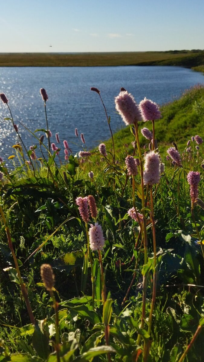 Лето в Сеяхе. Фото автора. 