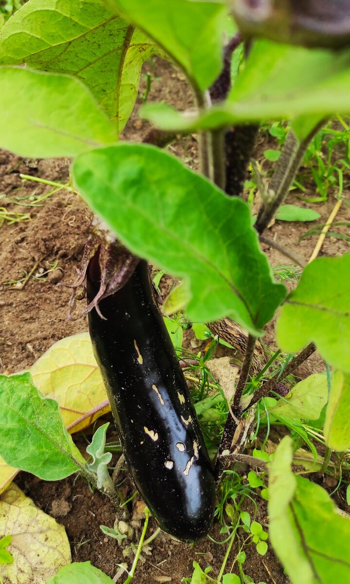 Баклажанчик, не поместившийся в парник, неожиданно дал потомство.