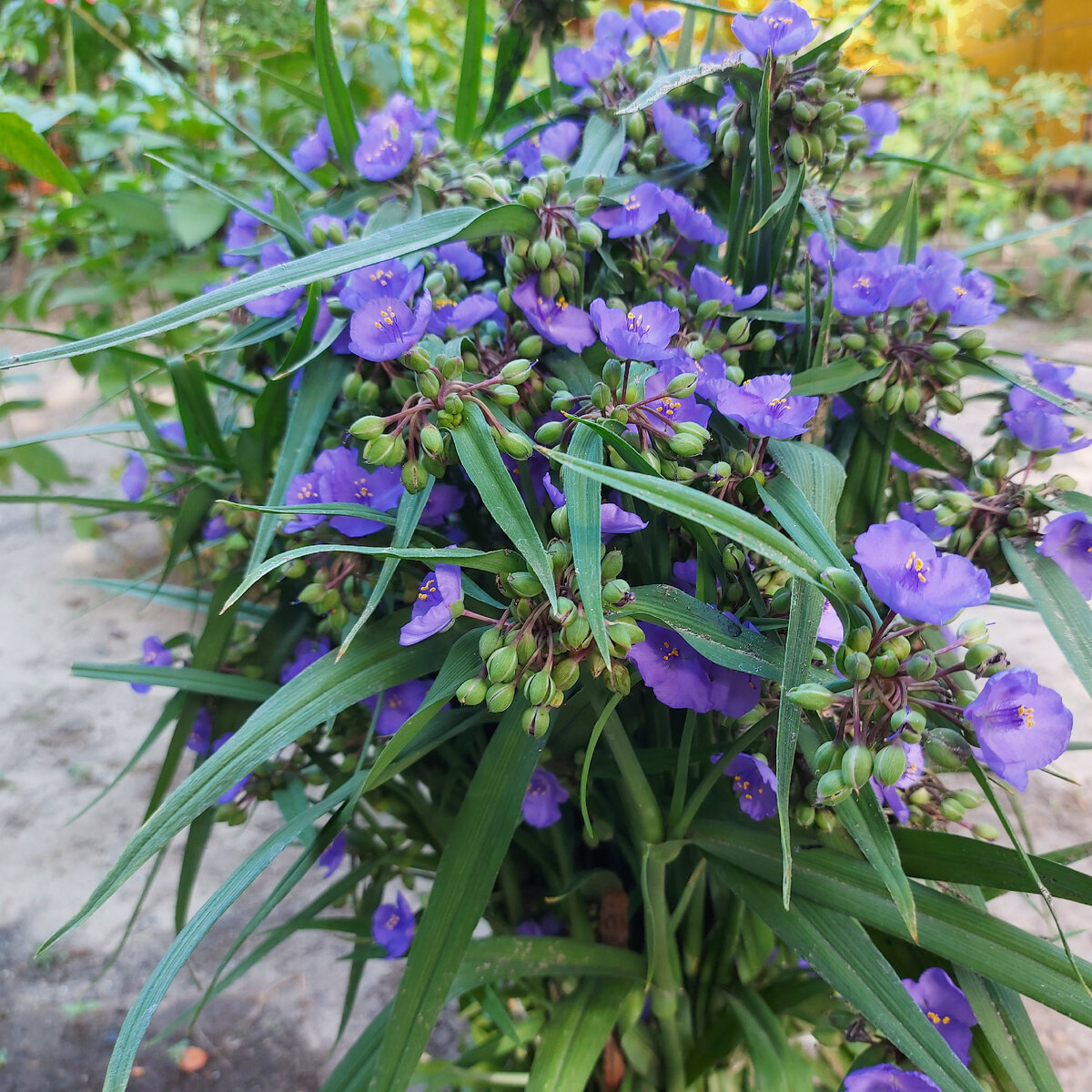 Традесканция садовая многолетняя. Фото из моего сада.