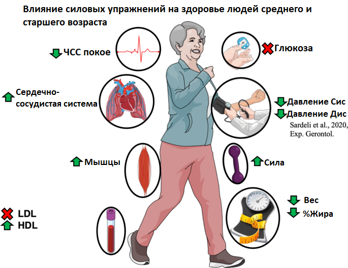 Тренировка с отягощением как основная мера противодействия возрастным хроническим заболеваниям