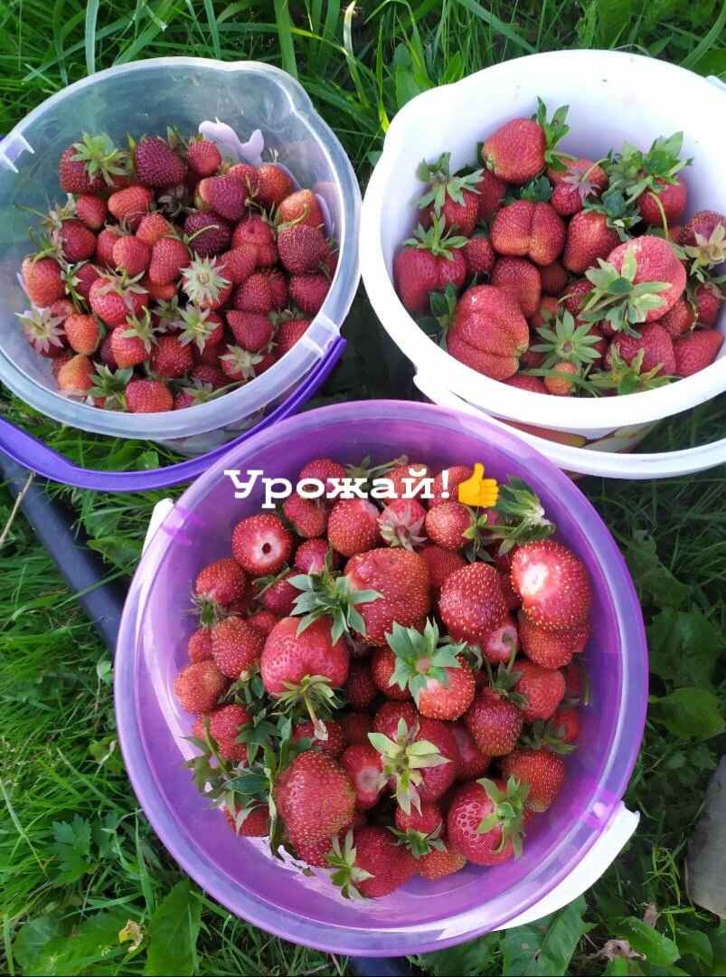 Вариант 2 летом килограмм клубники