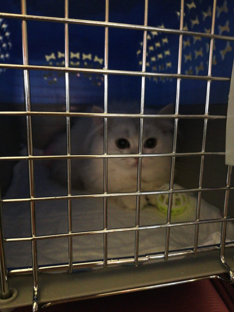 Котенок Нордик спокойно сидит в переноске