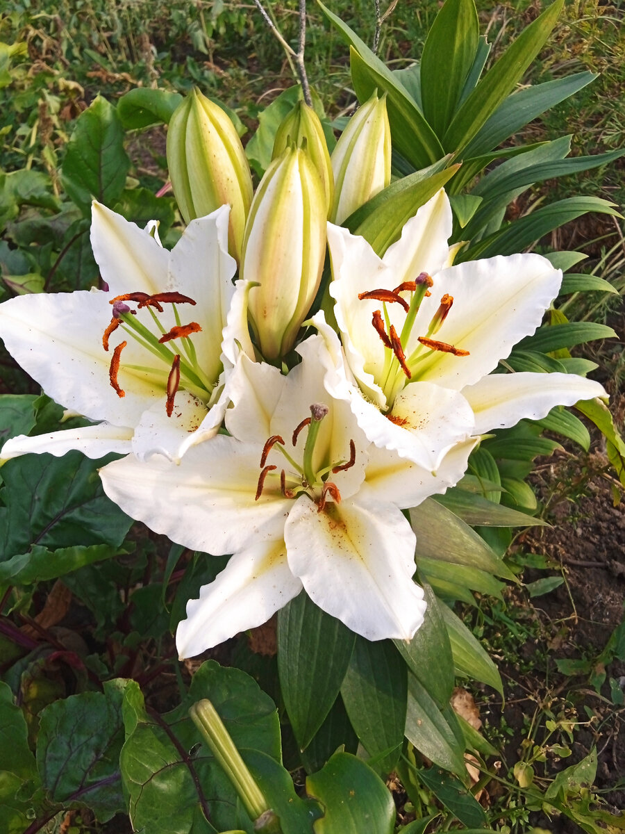 Красавица лилия. а аромат стоит на весь сад.