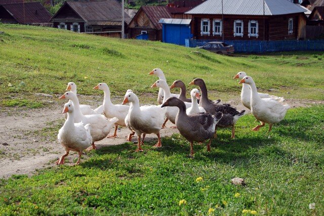 Деревенские гуси