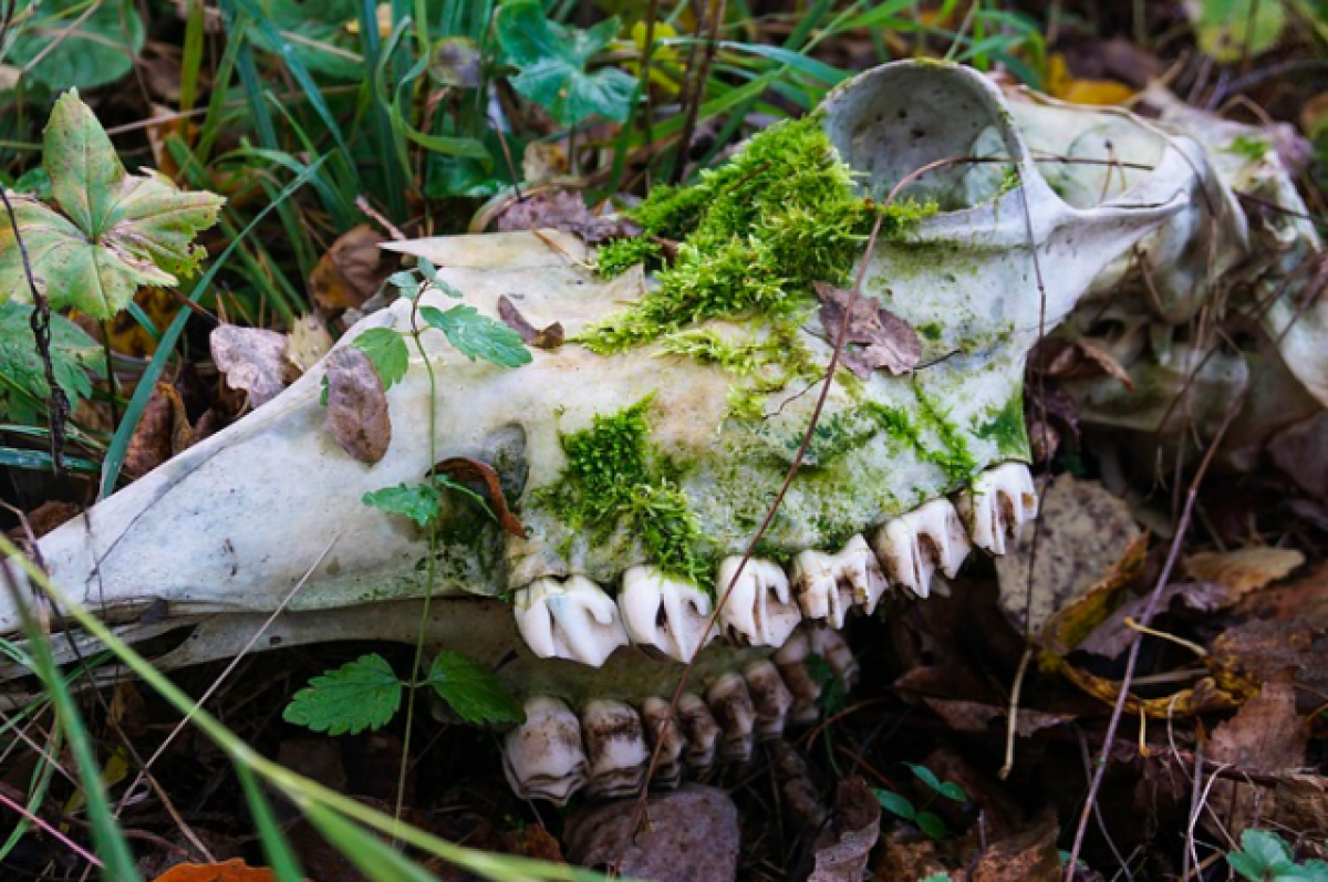    Дачники нашли пакеты с трупами животных в лесу под Новосибирском