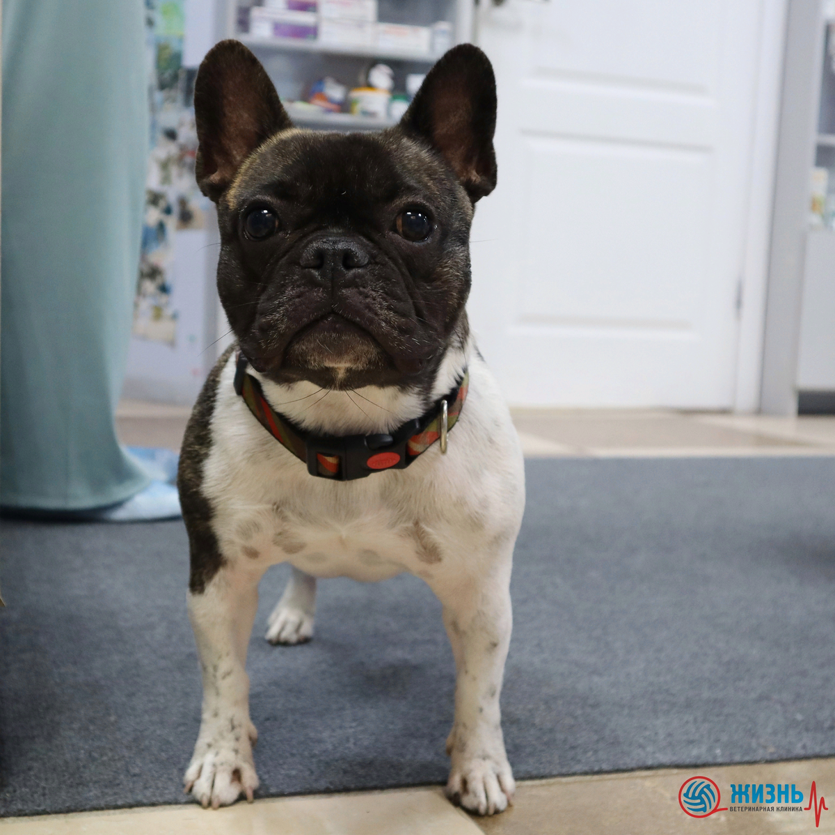 Французский бульдог Байанай