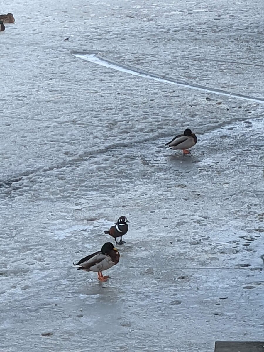 Утки весной на льду возле Петропавловской крепости. Помимо обычных крякв тут ещё залётный селезень редкой каменушки.
