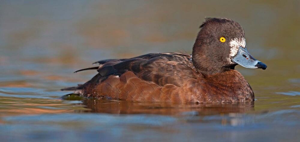 Хохлатую чернеть на воде