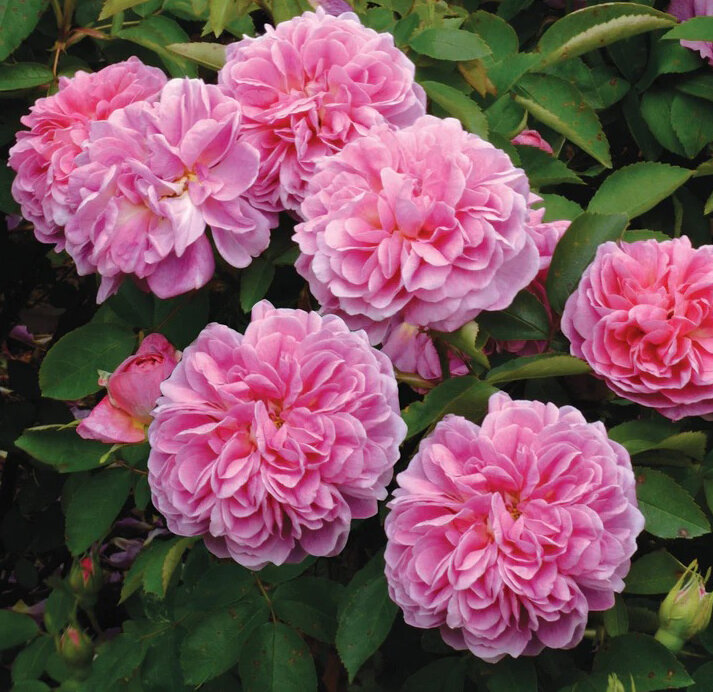 Роза 'The Countryman’, фото www.davidaustinroses.co.uk