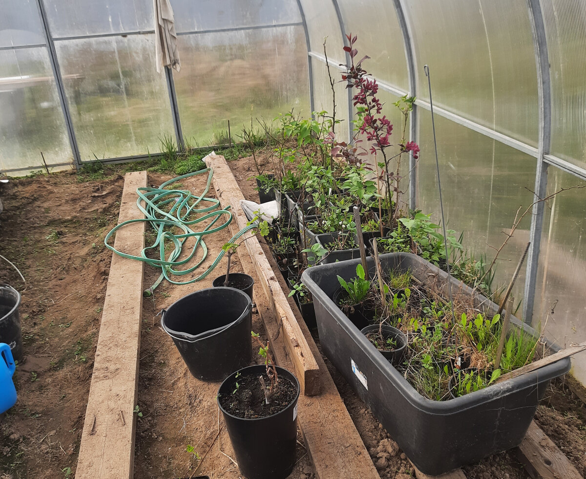 Это уже весенняя фотография, саженцы уже просыпаются. 