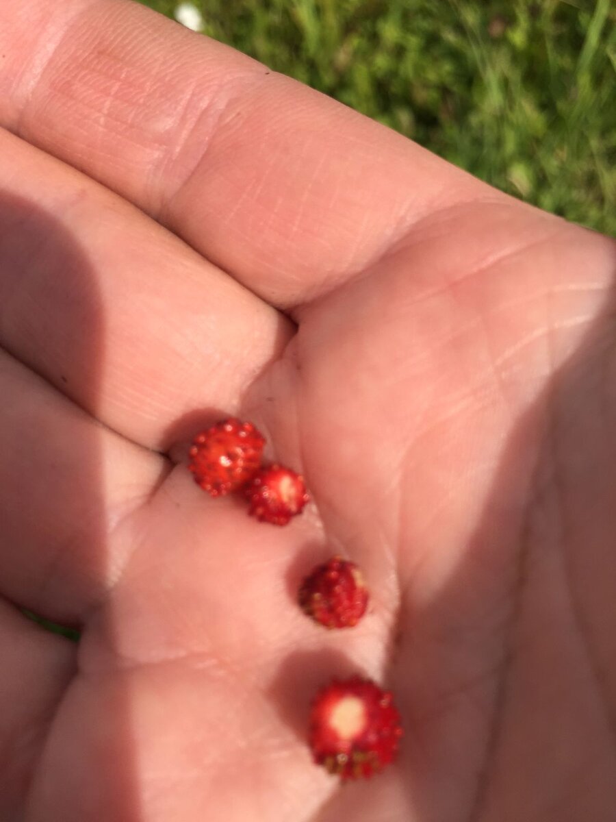 Первые ягодки.