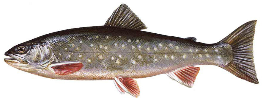 Salvelinus leucomaenis