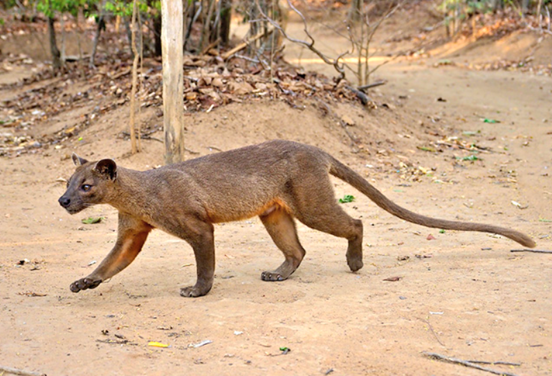Одна фосса занимает территорию до 35 квадратных километров. Фота: gettyimages.com