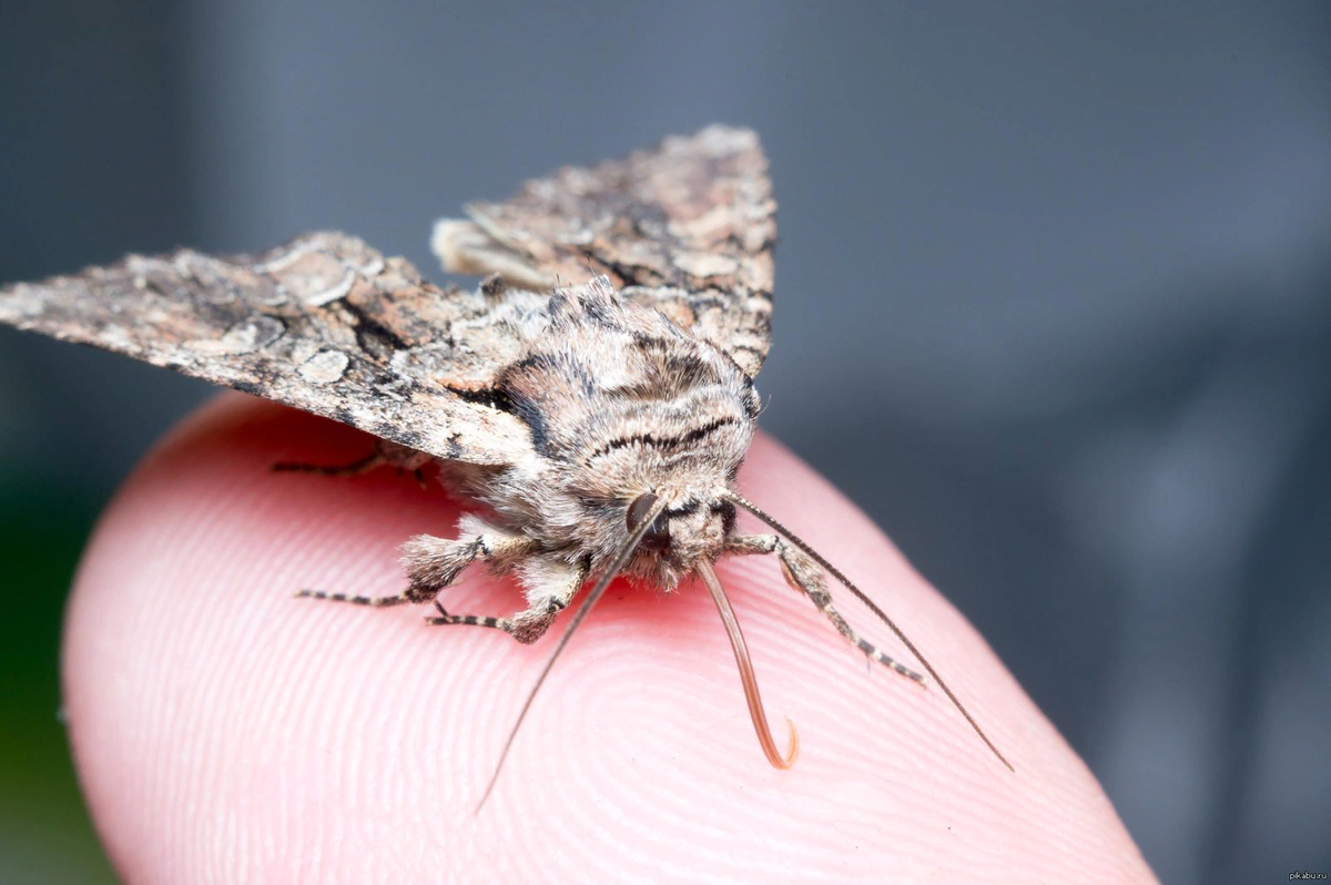 Моль страшная и ужасная: знакомство с нежелательными соседями | The  Naturalist | Дзен