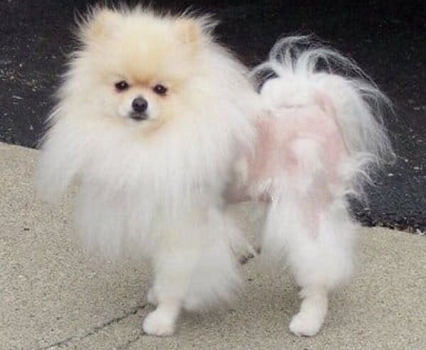 https://hairdogs.ru/uhod-i-soderzhanie/lysyj-shpic.html