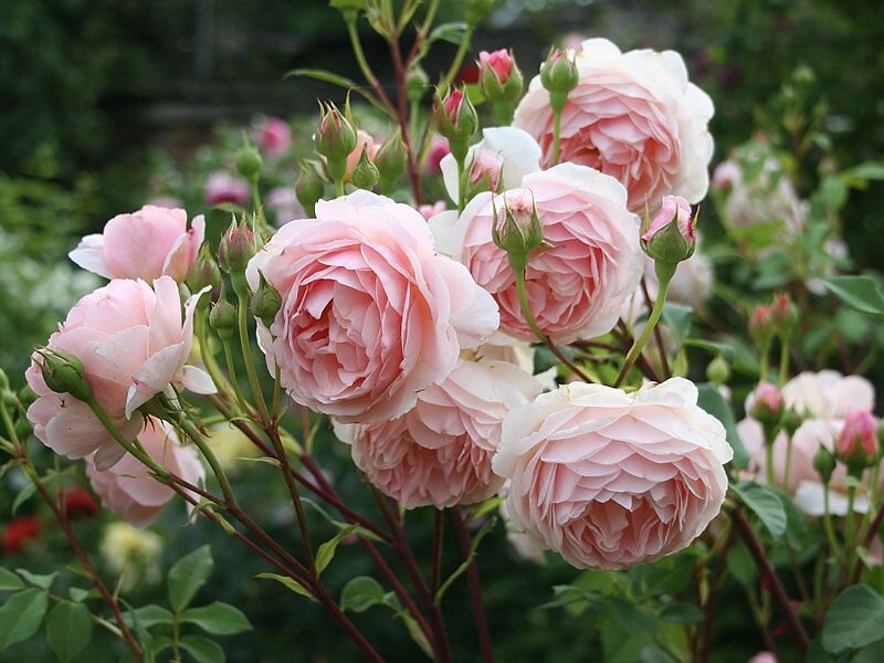Нереально красивые розы Дэвида Остина: уход и популярные сорта