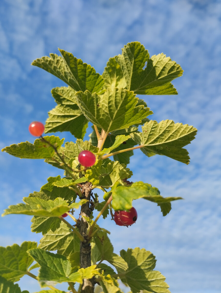 Чистого вам неба.. Фото автора