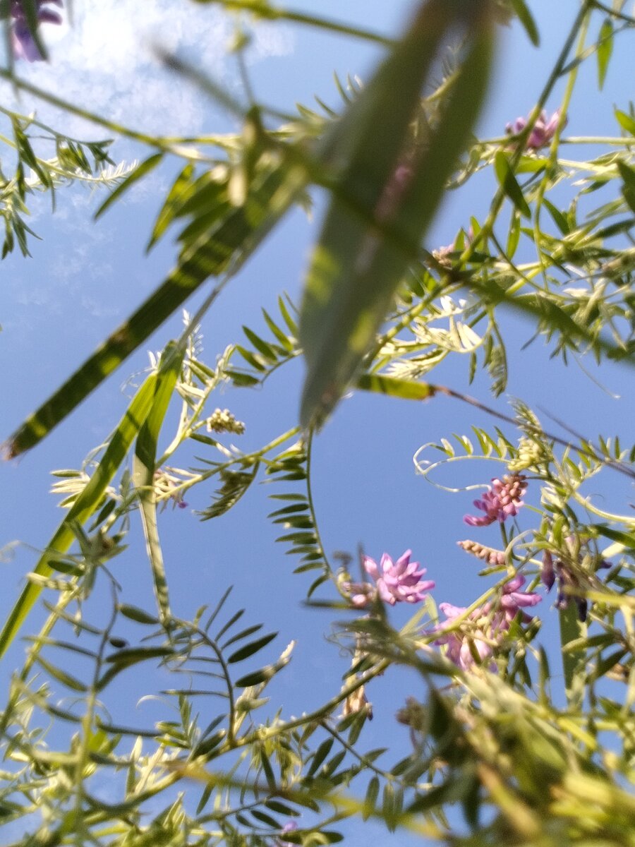 Чистого вам неба.. Фото автора