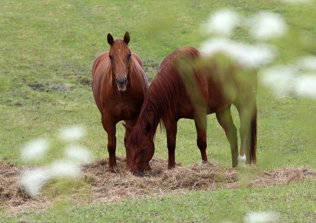Лошадки надо. Фото лошади янтарного цвета. Засекаться фото лошадь.