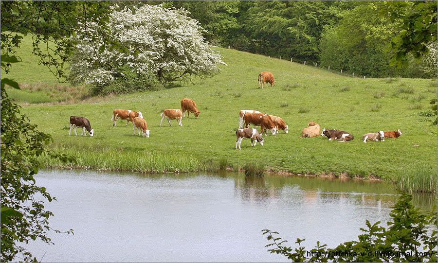 Был октябрь на лугах гуляло стадо огэ. Был октябрь на лугах гуляло стадо огэ. Был октябрь на лугах гуляло стадо огэ. Лето в степи. Песня а я по лугу гуляла.