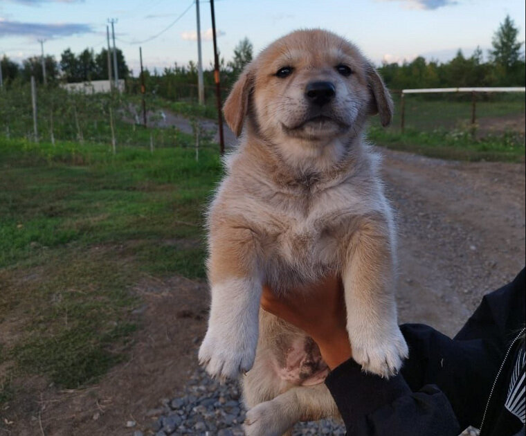    Для Хинкали-Йенифер подыскивают новый дом с добрыми хозяевами