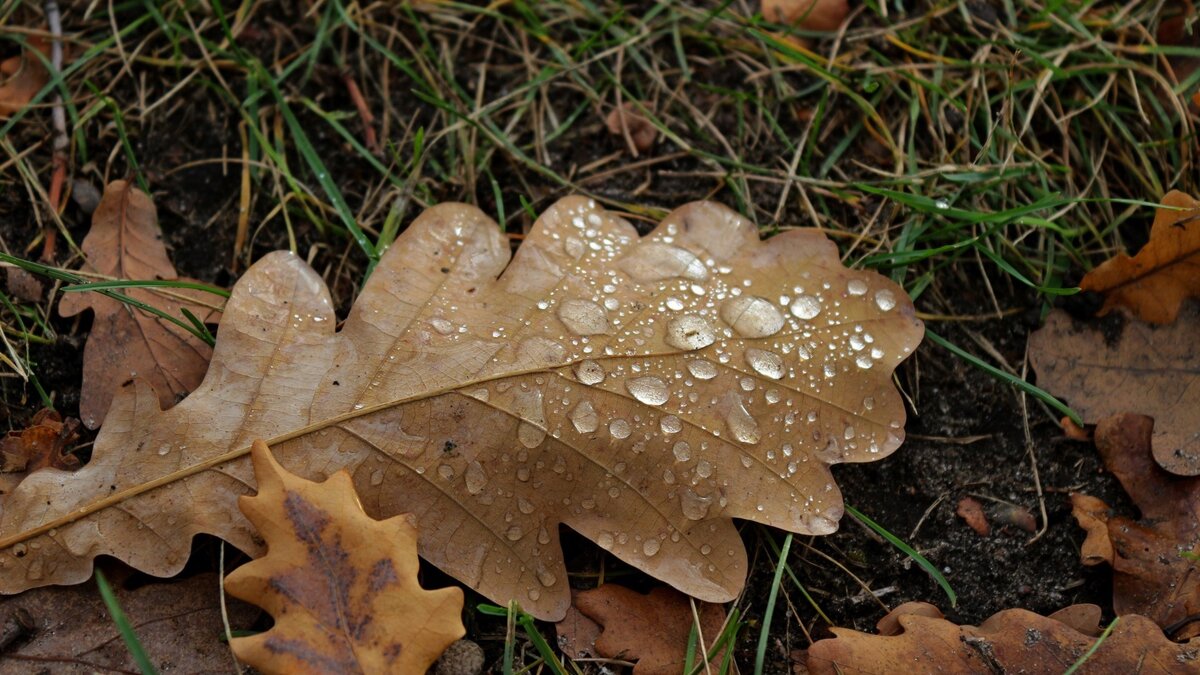 Дожди и жара до +35 градусов ожидаются в ближайшие дни на Ставрополье
