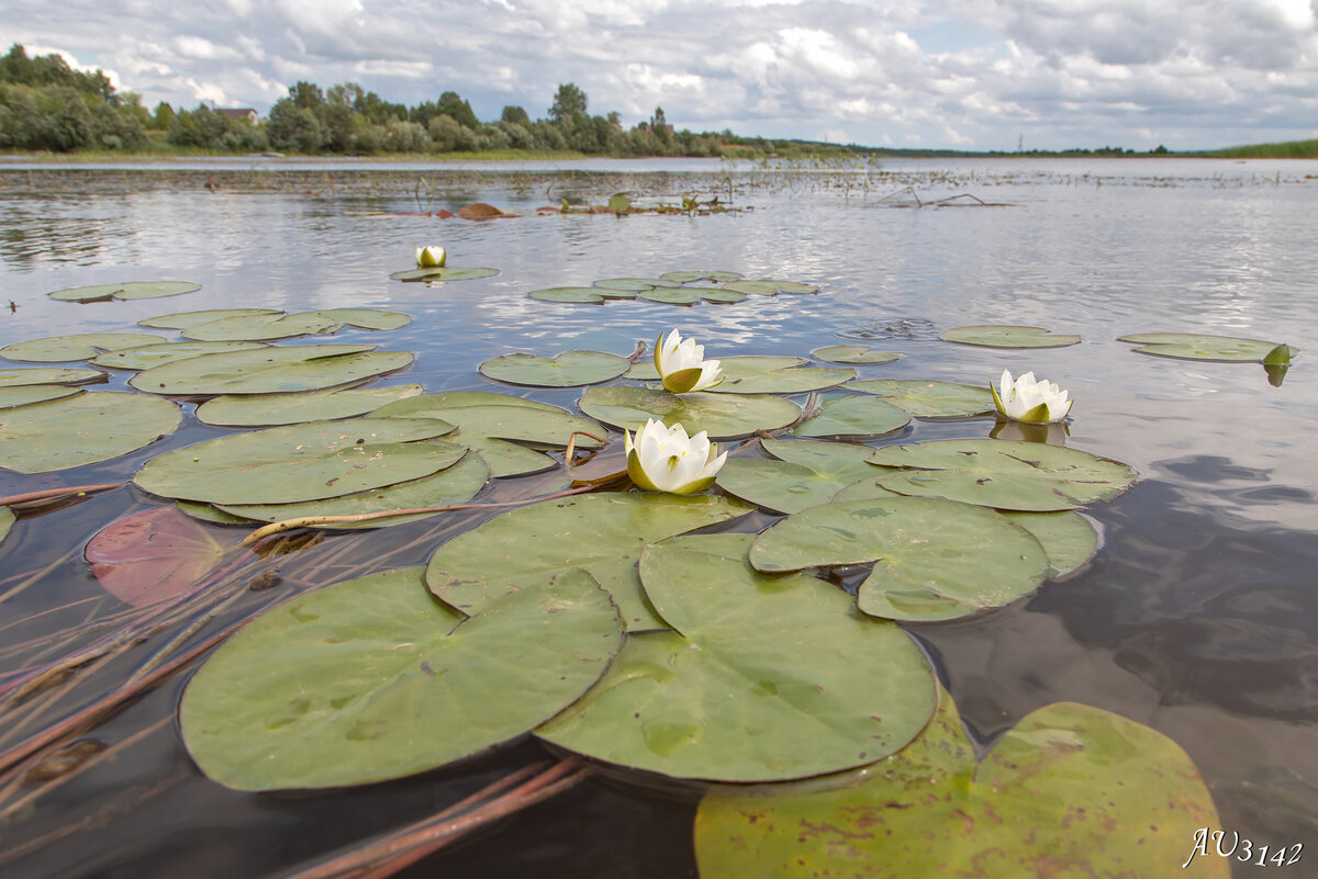 Кувшинки водоросли Ангара