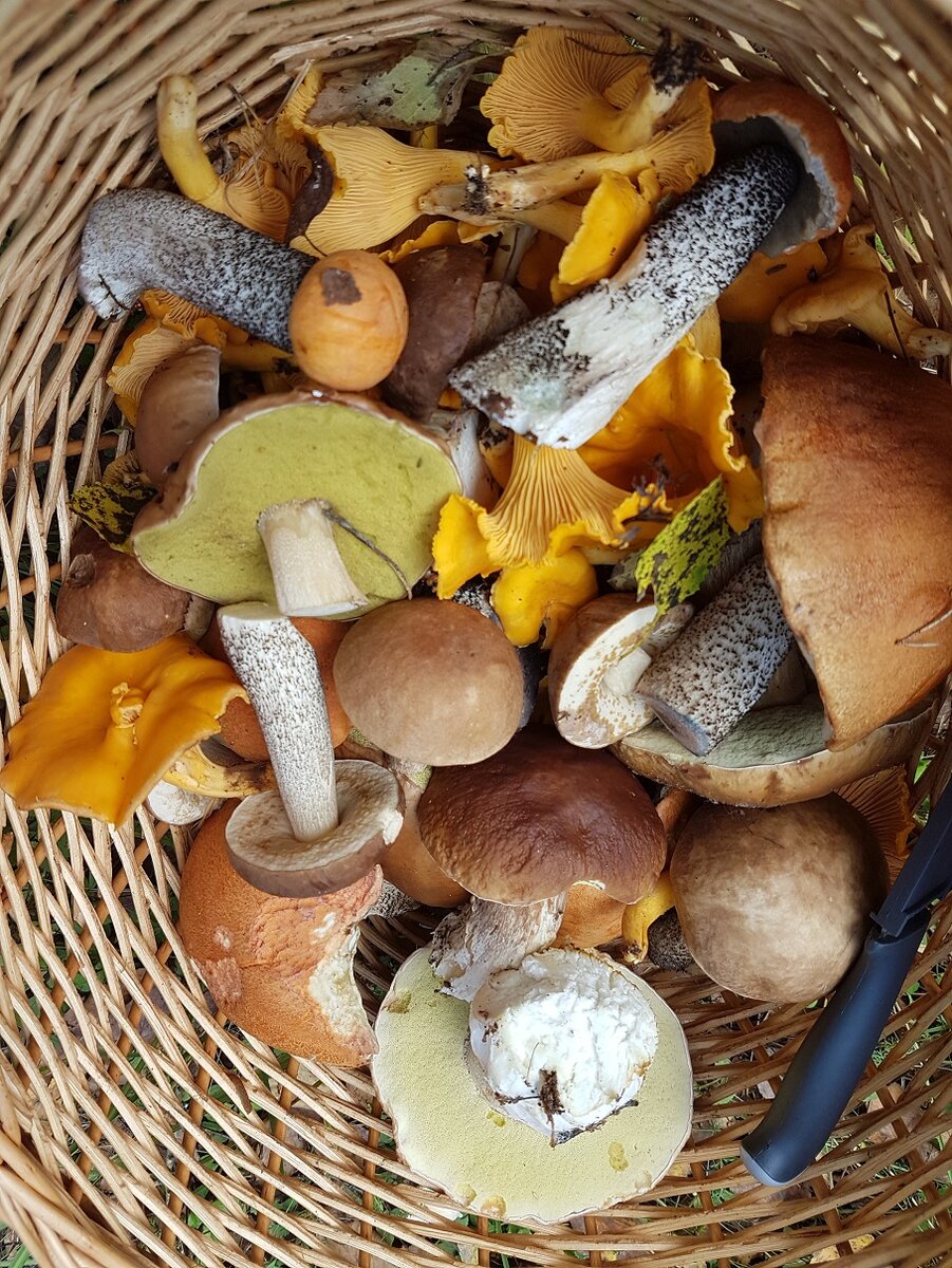 Подберезовики и лисички