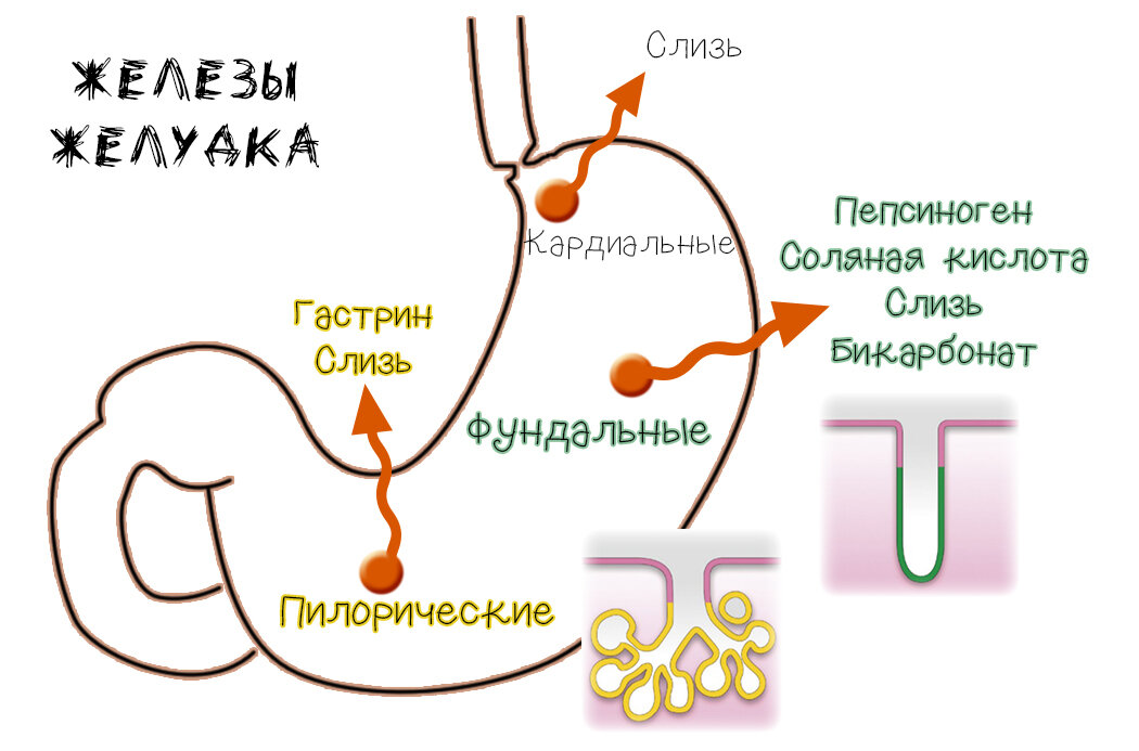 Атрофия слизистой желудка | Просто О'Гастро | Дзен