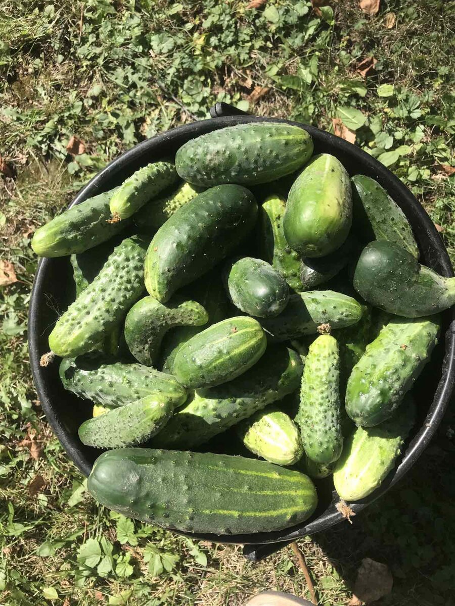 Последыши. Грядка зачищена, наконец