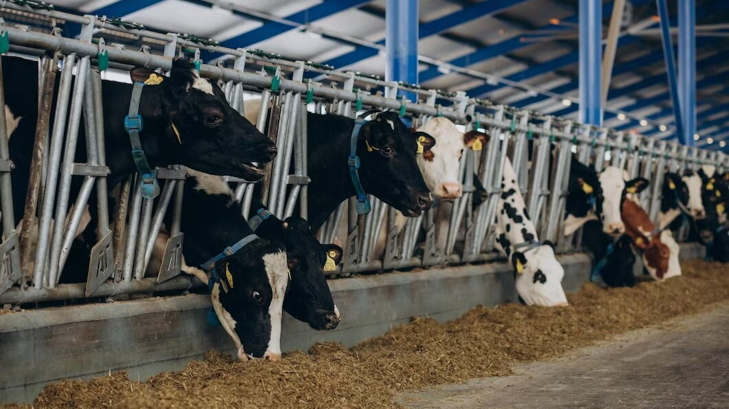    Благодаря льготному займу молокозавод в Урае увеличил поголовье коров