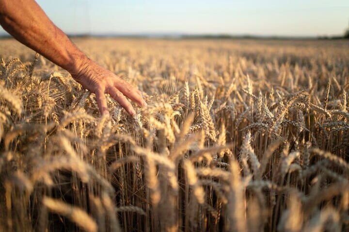 За более чем 30 лет в фермерском бизнесе Владимир Николаевич видел многое: хорошие урожаи, неурожайные годы, сложности с реализацией выращенного зерна, нехватку техники.-2