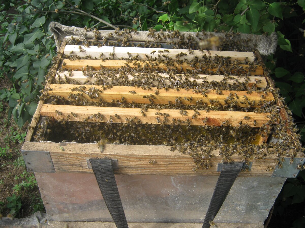 Простые отводки пчел. Роение пчел в улье. Искусственное роение пчел. Видеопасека Пчеловодство. Ловушки для роев пчел.