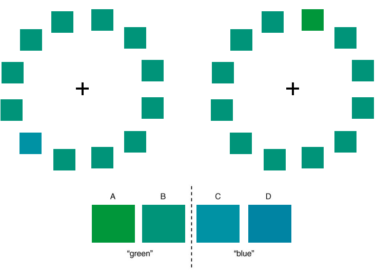 Люди распознают неподходящий оттенок легче, если он взят из другой цветовой категории (кольцо цветных квадратов слева). Найти лишний в правом кольце труднее, что подтверждает влияние языка на восприятие.