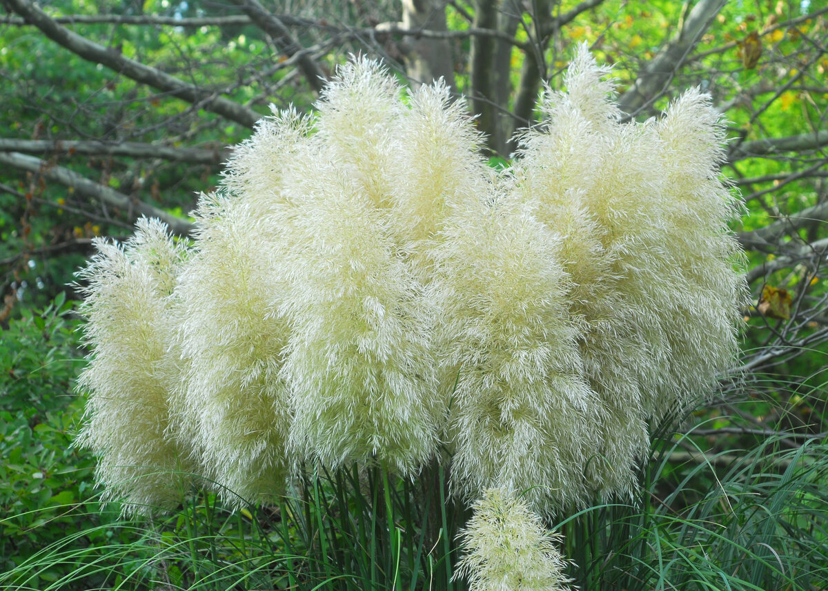 Cortaderia selloana pumila