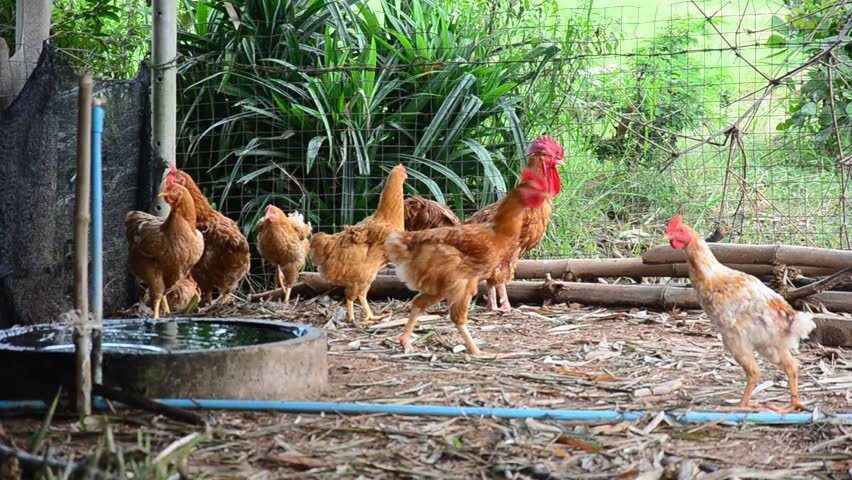 Если поставить рядом для сравнения привычных европейских куриц, то станет очевидна разница