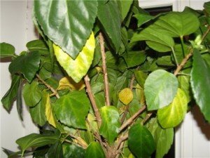 Для начала хотелось бы отметить, что комнатные розы болеют лишь в двух случаях: