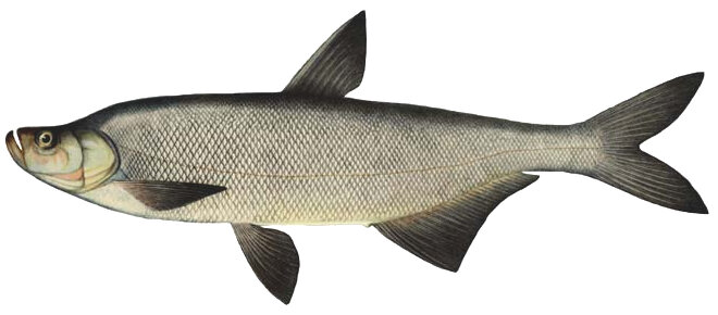 Chanodichthys erythropterus