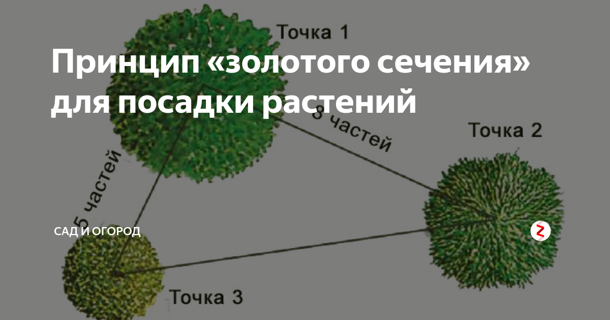 8 правил для успешного ландшафтного дизайна участка • Розы и сад