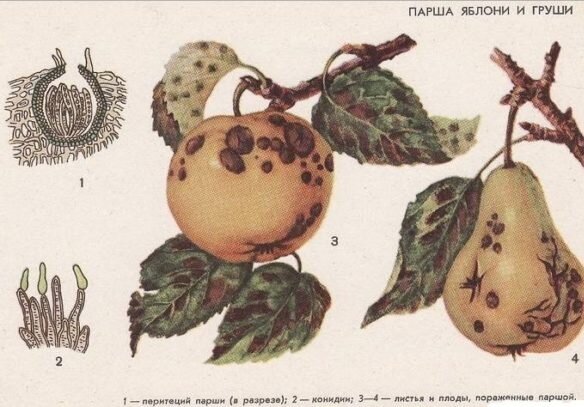 Что такое парша