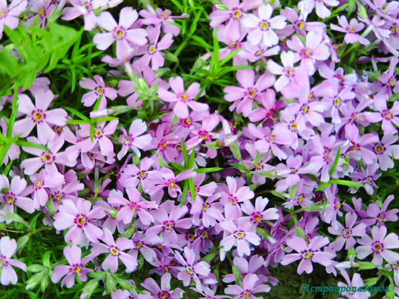 Флоксы для Стрельца.