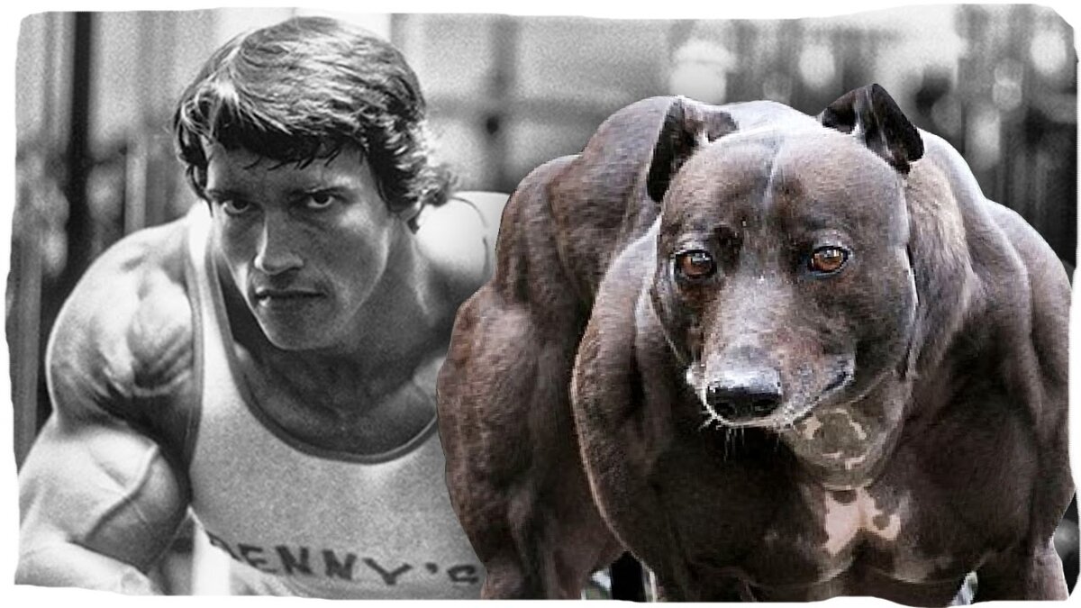 Сильный мускулистый пес. Накаченная собака. Собака культурист.