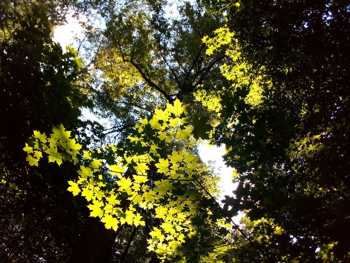 Фото из парка